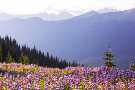 Mountain meadow in sunny day. Natural summer landscape.の写真素材