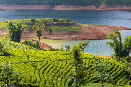 Green natural landscapes_tea plantation on Sri Lankaの写真素材