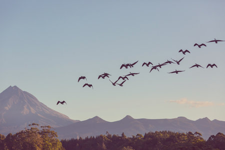Canada geese in flight, New Zealandの写真素材