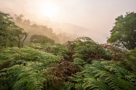 Beautiful tropical landscapes in Honduras- green mountains in jungle