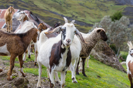 Herd of goats on green spring meadowの写真素材