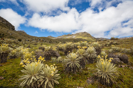 forest of frailejones or Espeletia, a beautiful plant in Colombian mountains, South Americaの写真素材