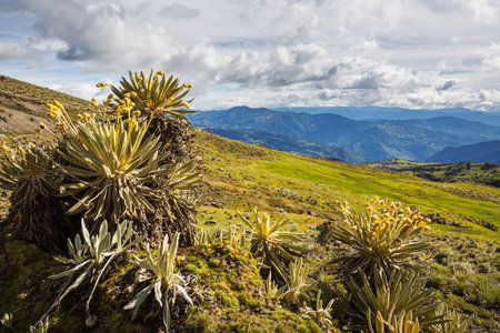 forest of frailejones or Espeletia, a beautiful plant in Colombian mountains, South Americaの写真素材