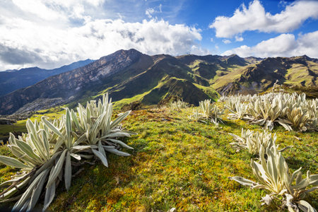 forest of frailejones or Espeletia, a beautiful plant in Colombian mountains, South Americaの写真素材