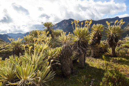 forest of frailejones or Espeletia, a beautiful plant in Colombian mountains, South Americaの写真素材