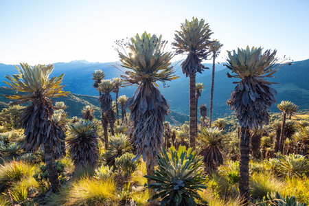 forest of frailejones or Espeletia, a beautiful plant in Colombian mountains, South Americaの写真素材