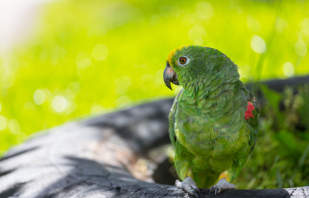 The yellow-crowned amazon or yellow-crowned parrot is a species of parrot native to tropical South...
