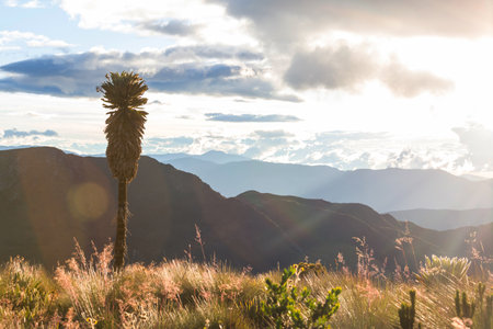forest of frailejones or Espeletia, a beautiful plant in Colombian mountains, South America