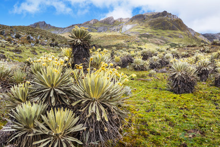 forest of frailejones or Espeletia, a beautiful plant in Colombian mountains, South Americaの写真素材