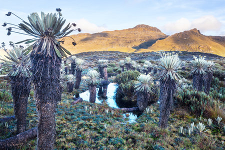 forest of frailejones or Espeletia, a beautiful plant in Colombian mountains, South Americaの写真素材