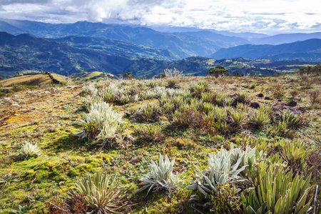 forest of frailejones or Espeletia, a beautiful plant in Colombian mountains, South Americaの写真素材