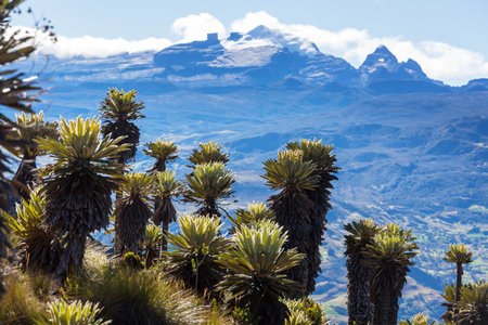 forest of frailejones or Espeletia, a beautiful plant in Colombian mountains, South Americaの写真素材