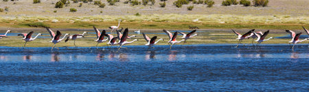 Flamingo in the lake of Bolivian Altiplano wildlife nature wilderness