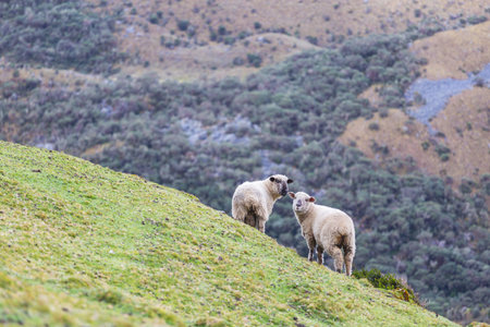 Sheeps in green mountain meadow, rural sceneの写真素材