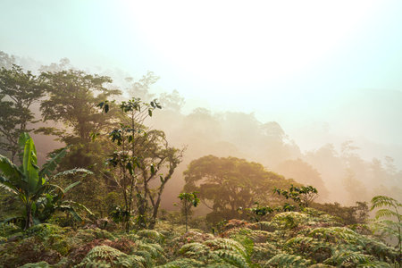 Beautiful tropical landscapes in Honduras- green mountains in jungle