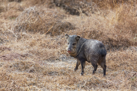 Small wild boars on autumn meadowの写真素材