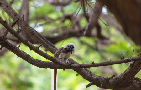 Adult cotton-top tamarin, Saguinus oedipus, sitting on a tree in Colombia