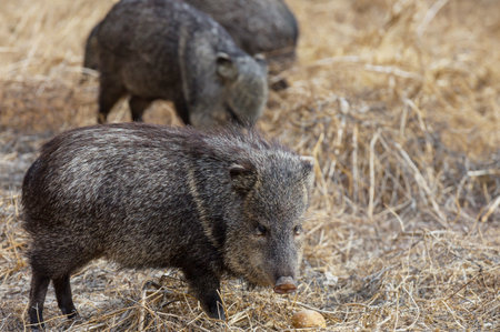 Small wild boars on autumn meadow