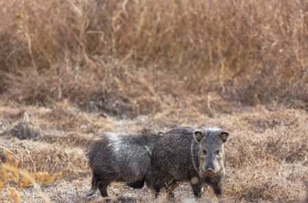 Small wild boars on autumn meadowの写真素材
