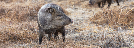 Small wild boars on autumn meadowの写真素材