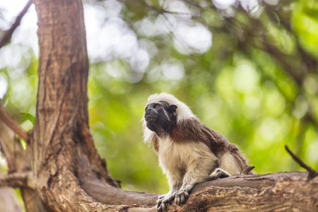 Adult cotton-top tamarin, Saguinus oedipus, sitting on a tree in Colombiaの写真素材