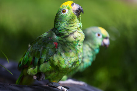 The yellow-crowned amazon or yellow-crowned parrot is a species of parrot native to tropical South America.の写真素材