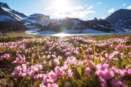 Mountain meadow in sunny day. Natural summer landscape.の写真素材