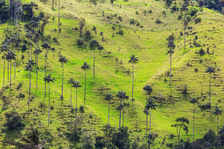 Unusual Cocora Valley in Colombia, South America.