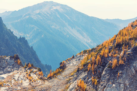 Beautiful golden larches in mountains, Fall season.の写真素材