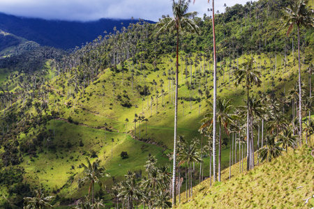 Unusual Cocora Valley in Colombia, South America.