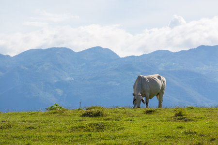 Cow in green summer meadowの写真素材