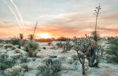 cactus field  in a mountains, Arizona, USAの写真素材