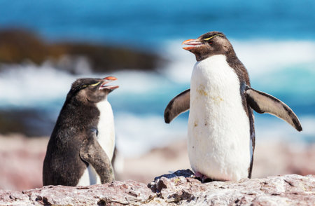 Rockhopper penguins in Southern Argentinaの写真素材