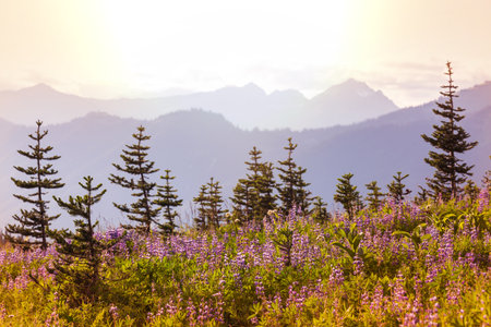 Mountain meadow in sunny day. Natural summer landscape.の写真素材