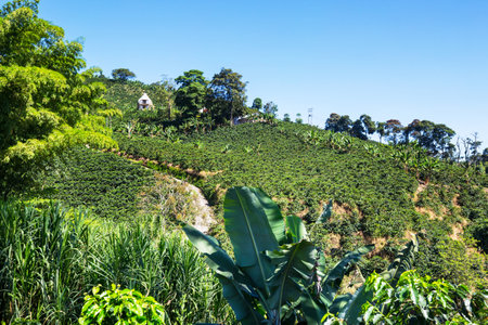 Coffee plantations in the highlands of  Colombia, South Americaの写真素材