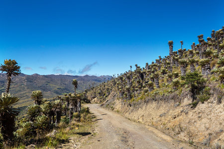 forest of frailejones or Espeletia, a beautiful plant in Colombian mountains, South Americaの写真素材