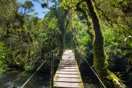 Suspension bridge in tropical jungle