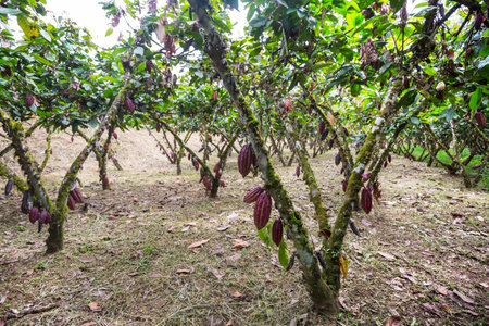 cacao growing on a tree of cacao in  Ecuador, South Americaの写真素材