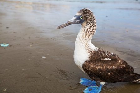 Blue footed booby bird on the ocran beach, Ecuadorの写真素材