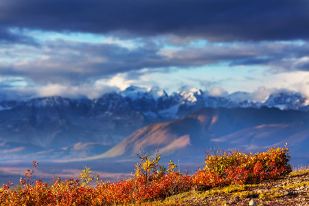 Picturesque Mountains of Alaska in autumn. Snow covered massifs, glaciers and rocky peaks, orange trees. Beautiful natural background.の写真素材