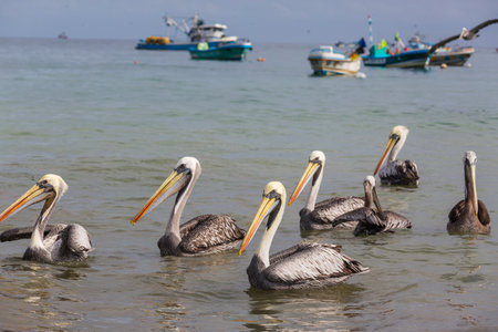 Pelicans on the sea shoreの写真素材