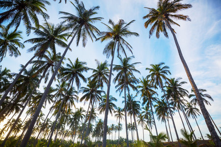 Palm plantation on tropical islandの写真素材