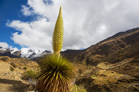 Puya Raimondii Plants high up in the Peruvian Andes, South America.