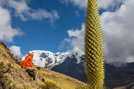 Tourist near Puya Raimondii Plants in the Peruvian Andes, South America.の写真素材