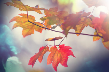 Colorful yellow leaves in Autumn season. Close-up shot. Suitable for background image.の写真素材