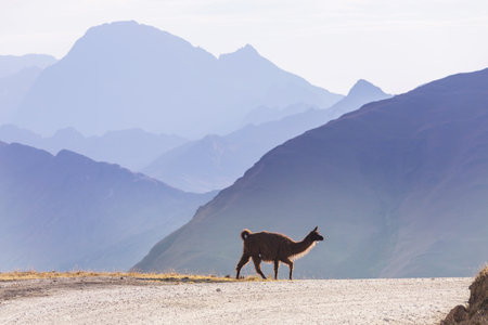 Llama in remote area of Bolivia