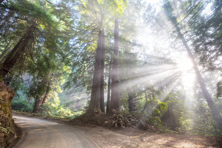 Sun beams in summer green forestの写真素材