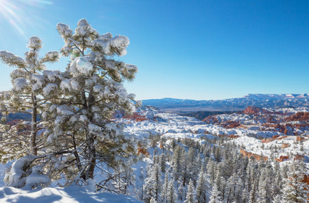 Picturesque colorful pink rocks of the Bryce Canyon National park in the winter season, Utah, USAの写真素材