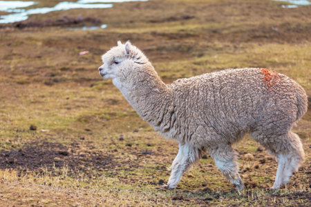 Peruvian alpaca in Andes, Peru, South Americaの写真素材