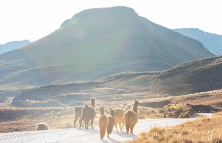 Llama in remote area of Boliviaの写真素材
